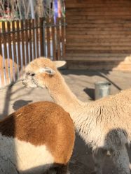 -萌宠亲子动物乐园(槐房万达店)