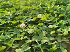 -成都市活水公园