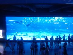 -烟台海昌鲸鲨海洋公园