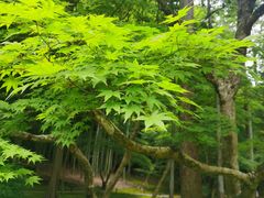 -西芳寺(苔寺)
