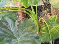 -植物学家的女儿(北马道巷店)