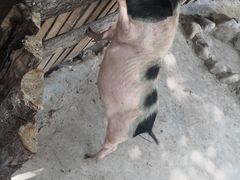 -泉州海丝野生动物世界