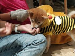 -逗柴咖啡屋·狗咖猫咖宠物桌游