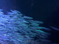 -悉尼海洋生物水族馆