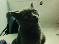 喵星人-喵的天空名猫咖啡馆·撸猫·猫舍·用品