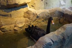 -酷嗒动物文化乐园(cutezoo西溪乐天城店)