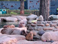 -北京野生动物园