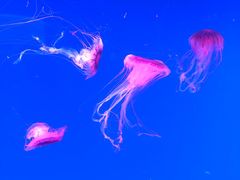 -芜湖新华联大白鲸海洋公园