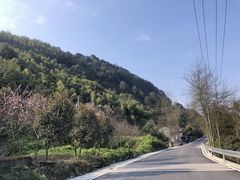 -铁山坪森林公园