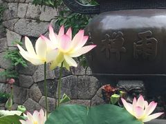 -普陀山风景名胜区-法雨禅寺