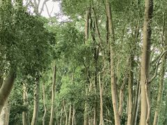 -番禺大夫山森林公园