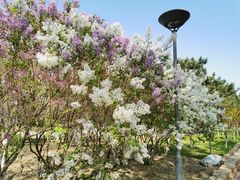 -大兴滨河森林公园