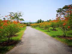 -西双版纳原始森林公园