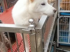 -哈尔滨道外花鸟鱼市场
