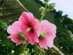 -大塘金香草谷