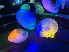 -太平洋海底世界