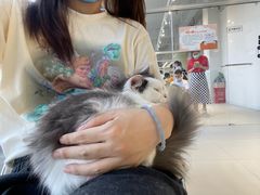 -怪兽屋·羊驼·猫咖·狗咖(俊华广场店)