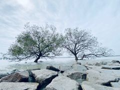 -宝安西湾红树林湿地公园