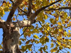 -星巴克(广州中华广场B1层店)