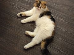 -猫岛主趣味餐厅(鼓浪屿店)