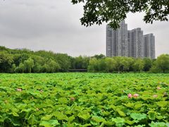 -高子水居