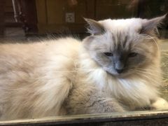 -猫咪博物馆(顶澳仔猫街店)