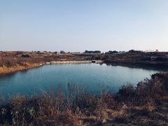 -空港花田景区