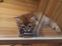 -猫十亿·布偶金渐层·曼基康矮脚猫舍(青年路店)