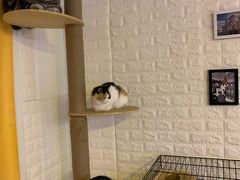 -平行世界·猫咖(首经贸店)