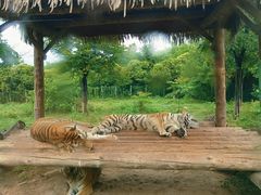 -西安秦岭野生动物园