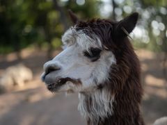 -西霞口神雕山野生动物世界
