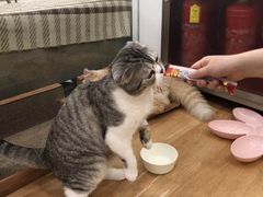 -猫冇咖·家门口的撸猫馆(大融城店)