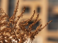 -证大喜玛拉雅中心