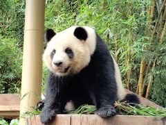 -广州长隆野生动物世界