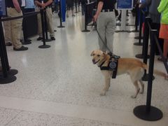 -约翰·菲茨杰拉德·肯尼迪国际机场