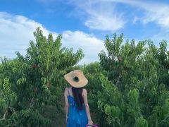 -老袁家蜜桃农场·阳山水蜜桃