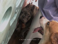 -柯斗斗主题餐厅·狗咖·围炉煮茶·茶饮(国瑞升平里店)