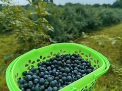 -金谷域澳洲庄园