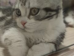 -屋虎猫馆(宝安大仟里店)
