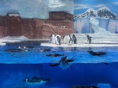-海合安成都极地海洋公园