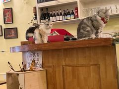 -猫色咖啡·猫咖