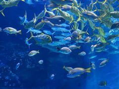 -泉城欧乐堡海洋极地世界