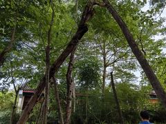 -大亚湾红树林城市湿地公园