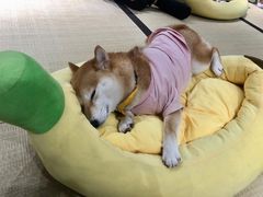 -逗柴咖啡屋·狗咖猫咖宠物桌游