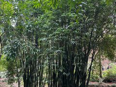 -重庆彩云湖湿地公园