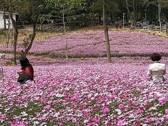 -南宁良凤江国家森林公园