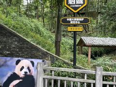 -中国大熊猫保护研究中心雅安碧峰峡基地