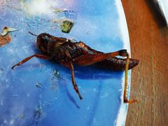 -雀舞云南菜(天津天河城购物中心店)