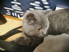 -泰国佛·塔罗·泰牌狐仙古曼