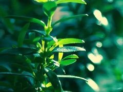 -CoCo都可(香港名都店)